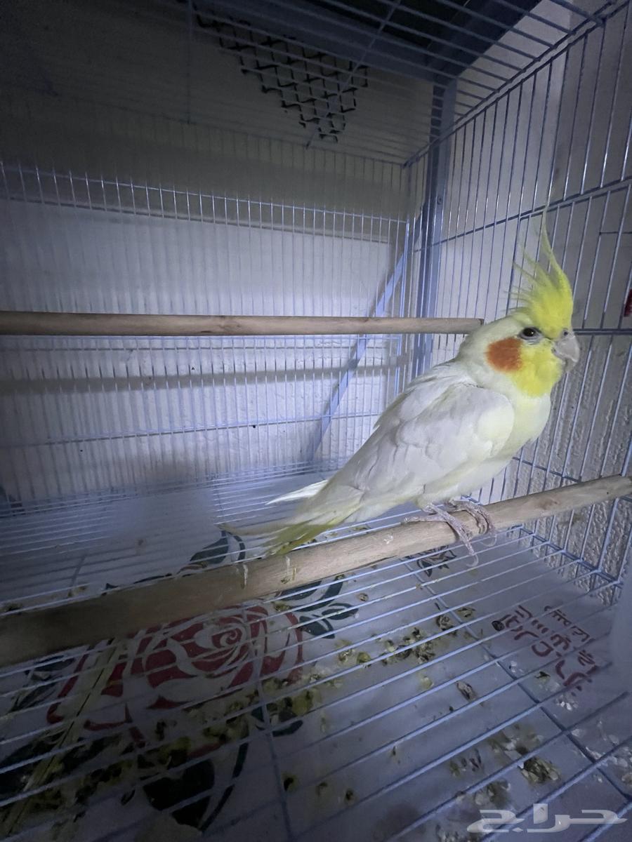 ذكر كروان لاتينو للبيع64520147616771112