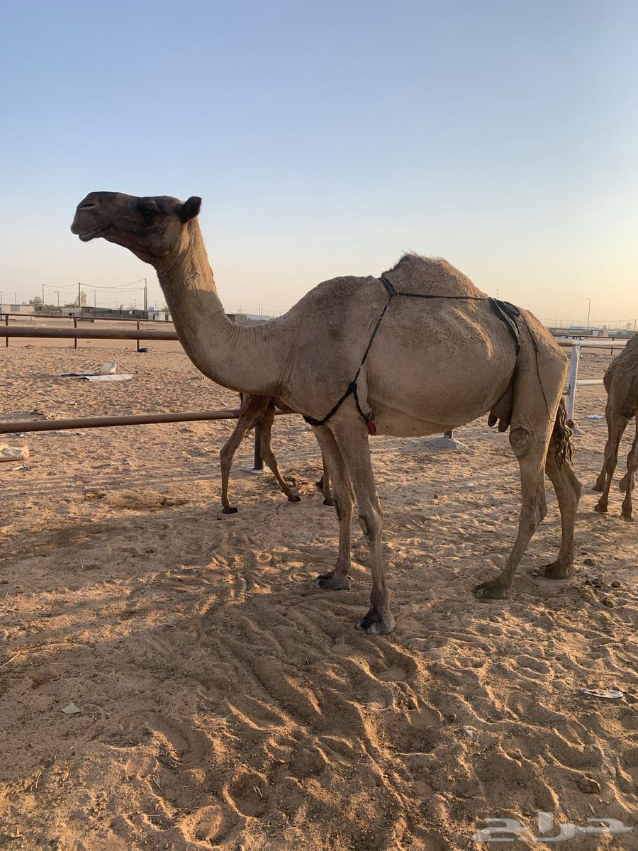 A female camel for sale, a gift with milk, along with a calf about four or five months old64523950289538112