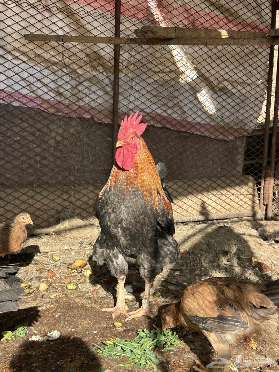 ادياك للبيع64525275623043112