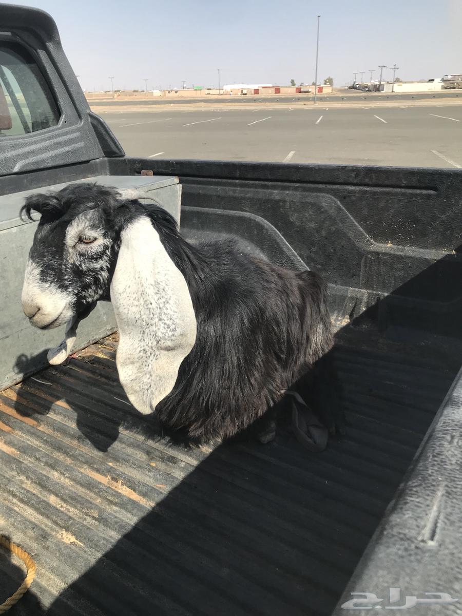 للبيع جفره64522683263361110