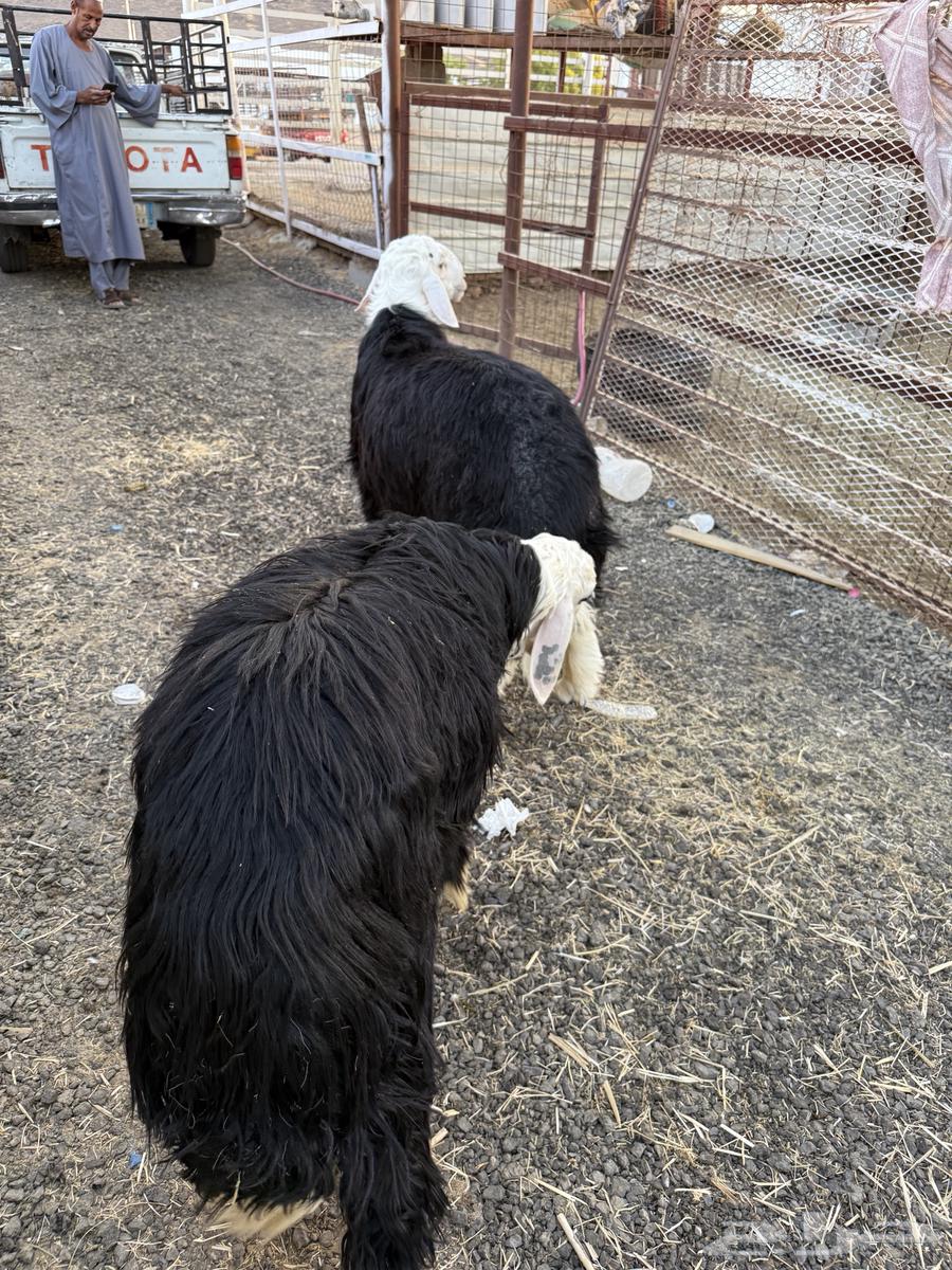 طليان وتيوس ذبايح نظيفه ع الشرط ( سلخ وتوصيل )64520968752513110