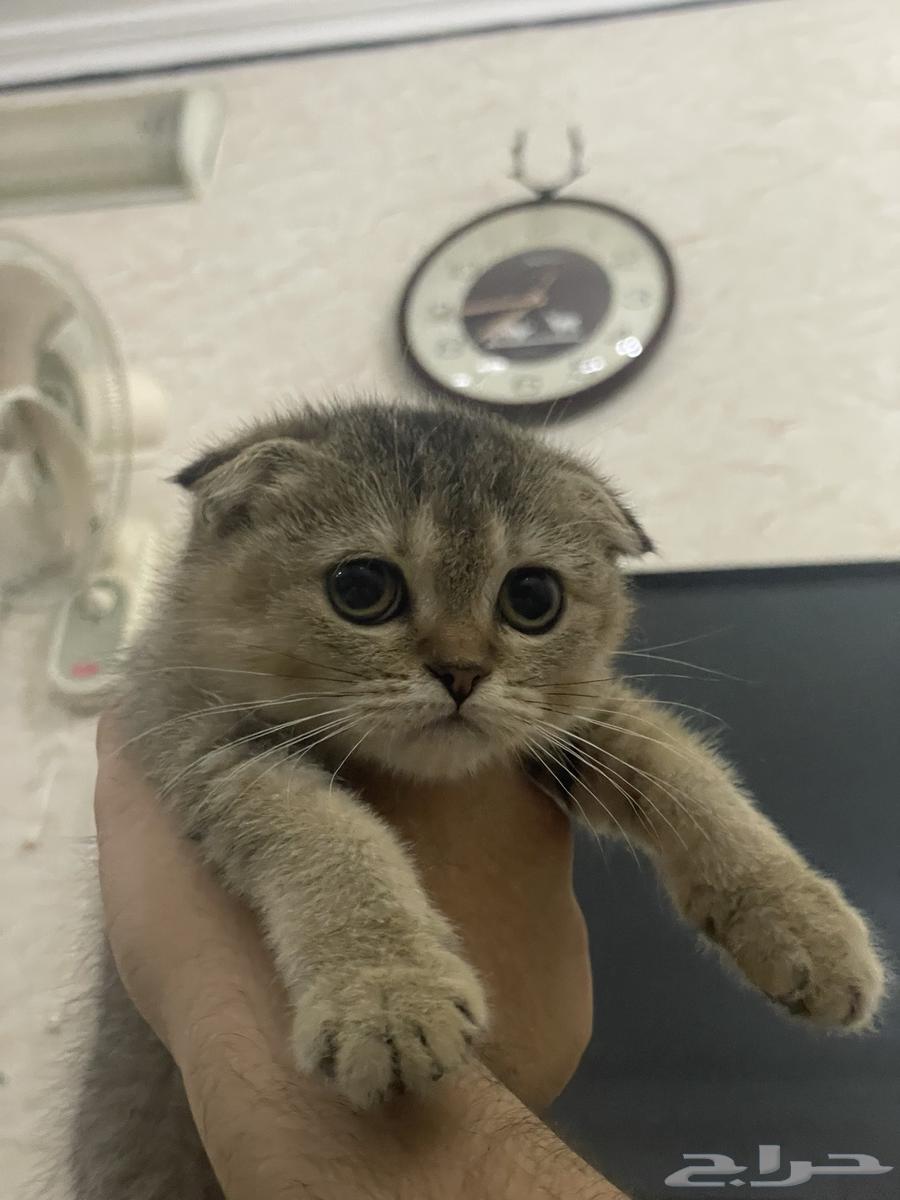 قطه سكوتش تربل فولد تايقر مستوى VIP64522387436161110