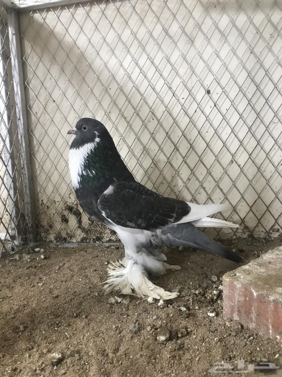 ( تم البيع ) للبيع انثى نفاخ ابو هلال64521823000195113