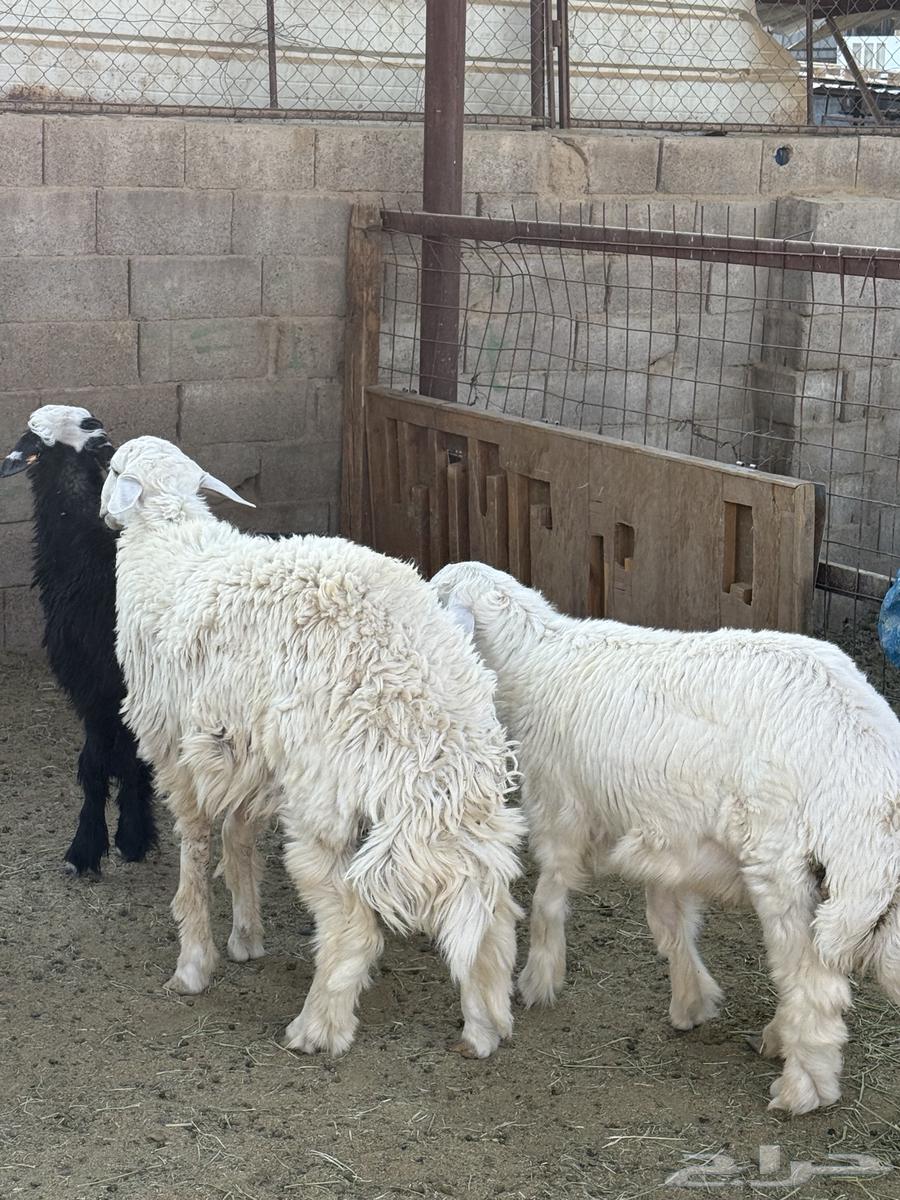 طليان وتيوس ذبايح نظيفه ع الشرط ( سلخ وتوصيل )64520968752513114