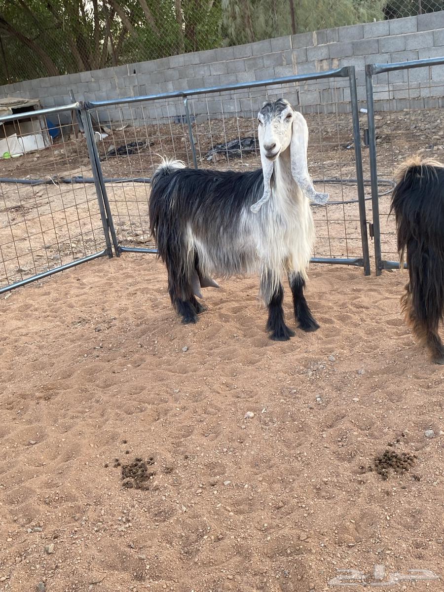 Goat with Four-Horned Rams (Sold)64524614965633114