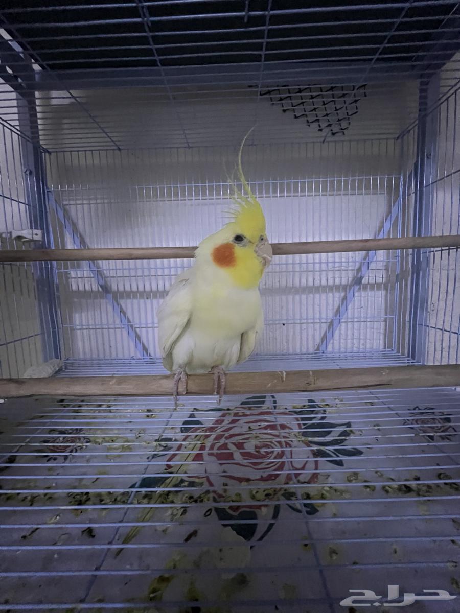 ذكر كروان لاتينو للبيع64520147616771110