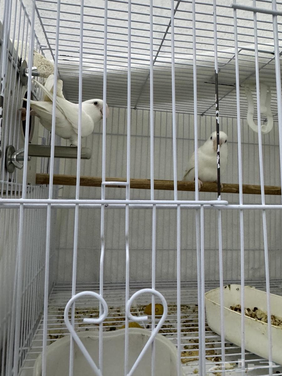 جوز روز البينو64520034416515113