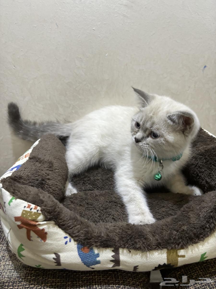 قط ذكر شيرازي64526579403779110