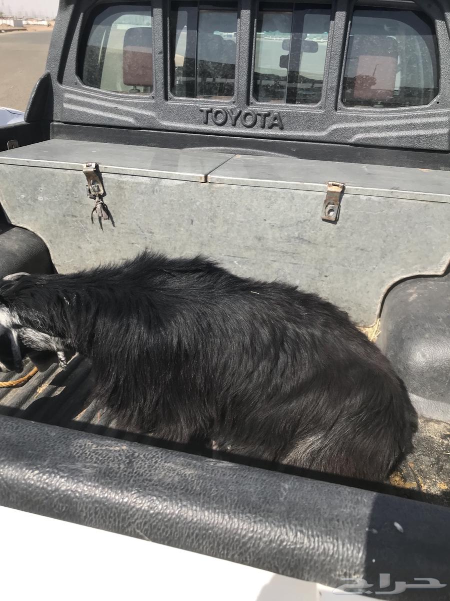 للبيع جفره64522683263361111