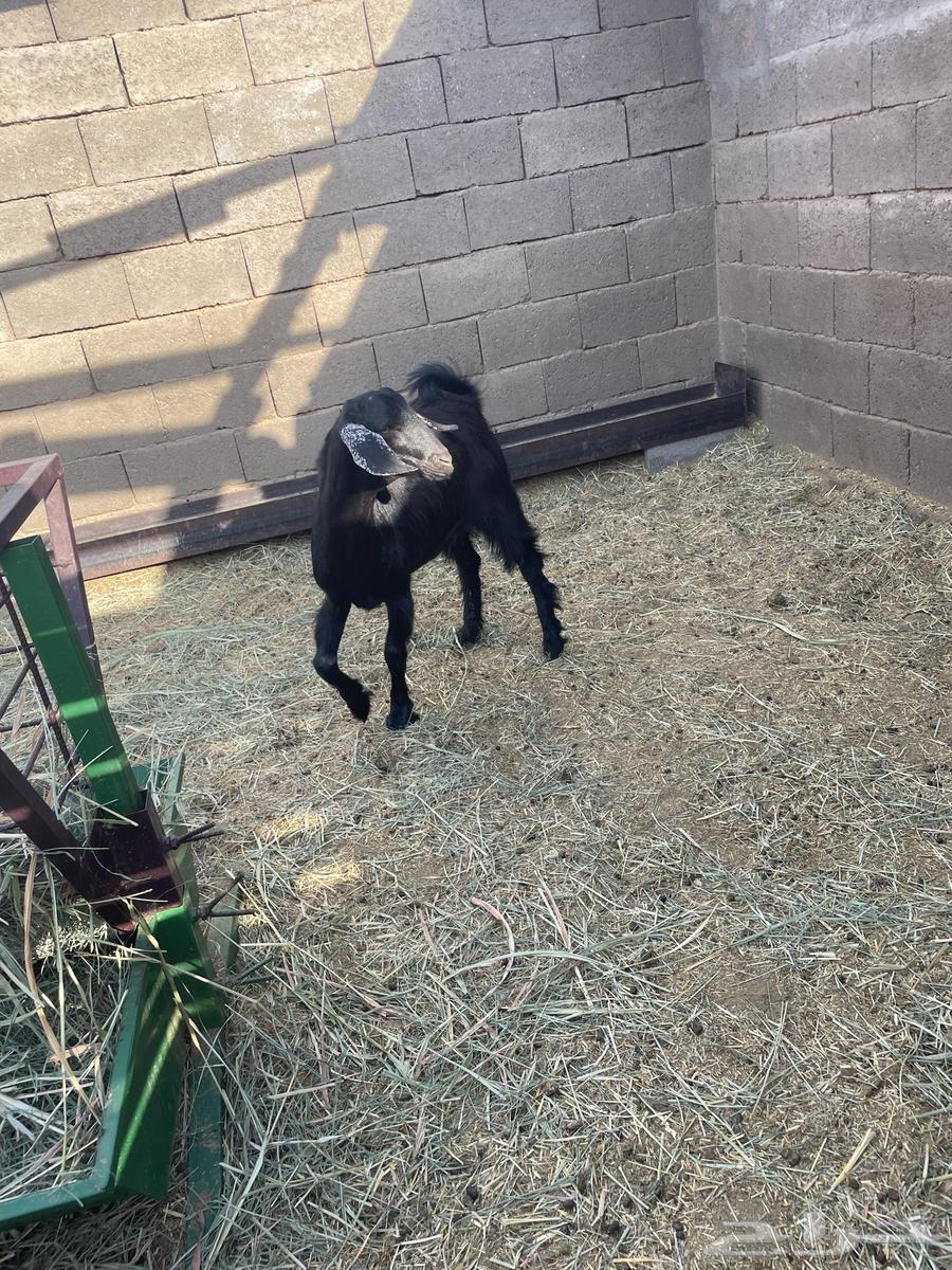 مشروع فحل تيس حبشي اصيل64526369955331114