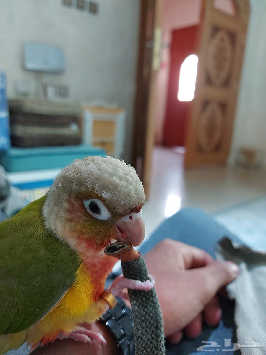 Kiwi the pineapple64519540249602113