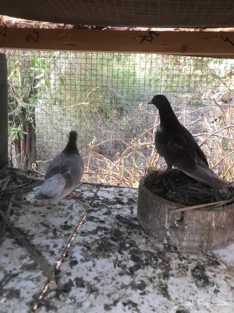 صنعاني اصيل شيبه64520261534979111