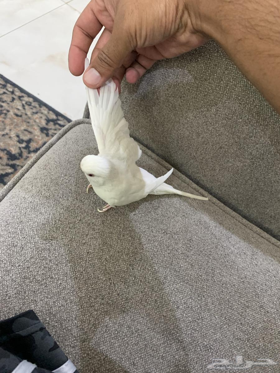 للبيع طائر انثى بادجي64521949079683111