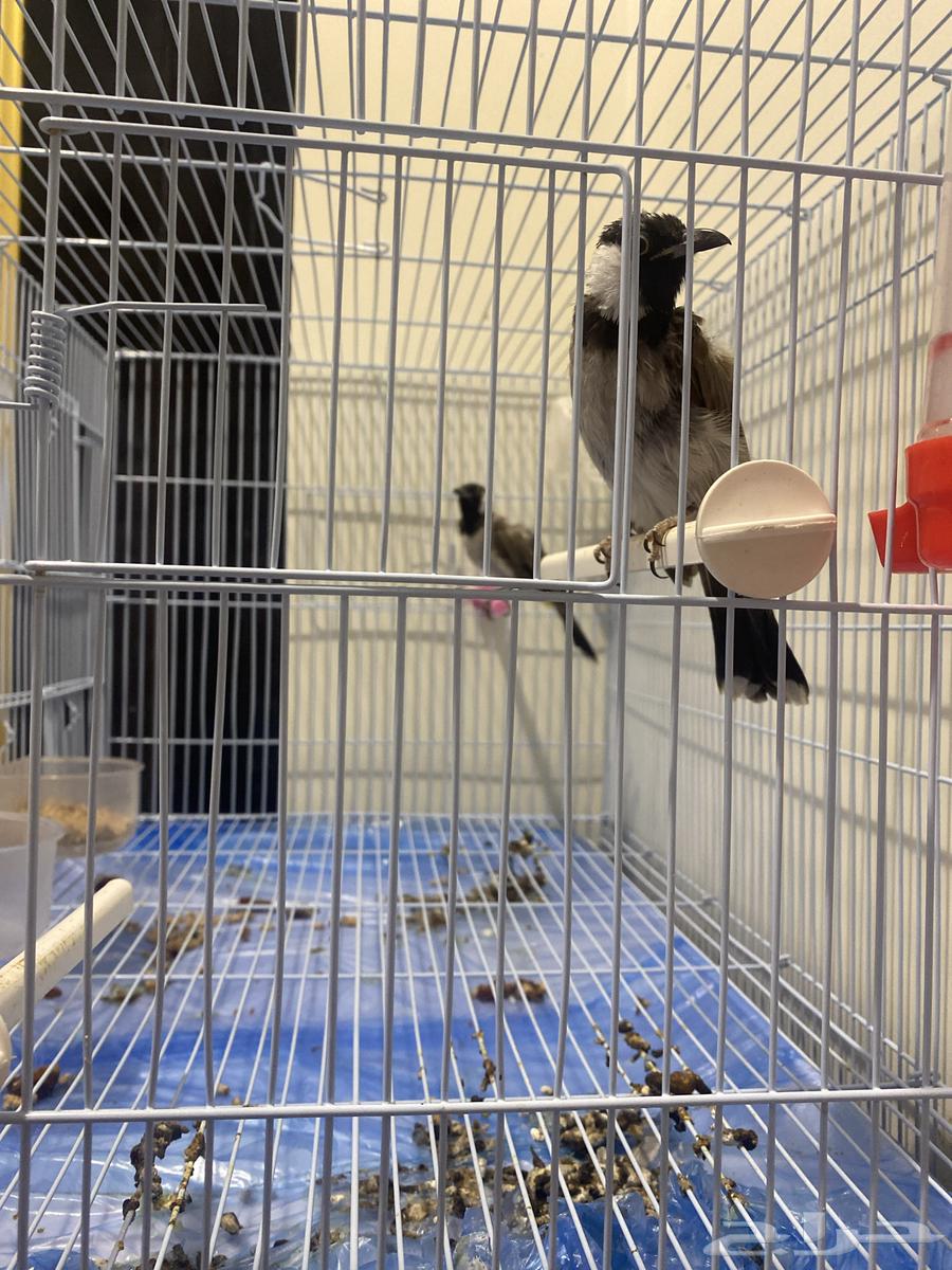 بلبل تربيه64520147515649110