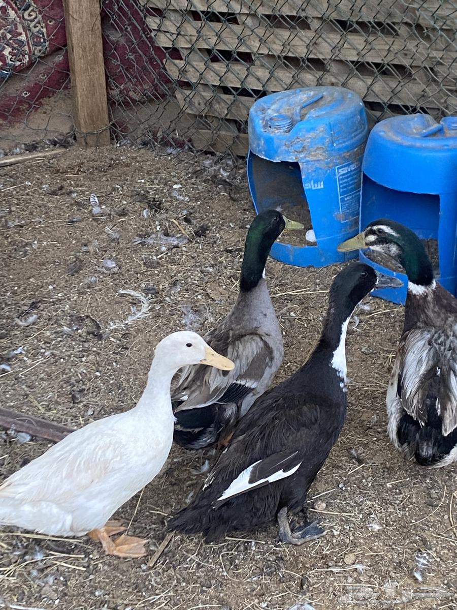 بط للبيع64525746372097110