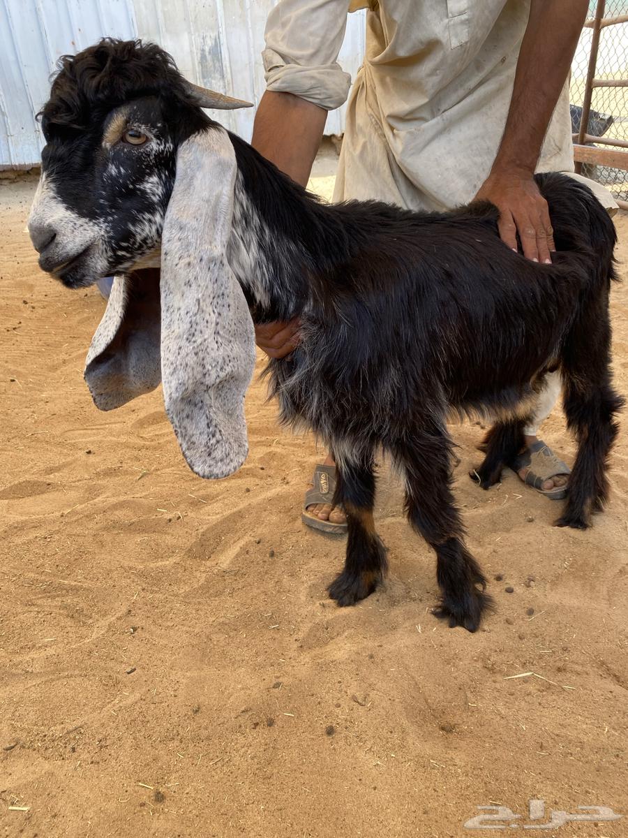 للبيع تيس وجفره عارضيات صنف64521197309826110