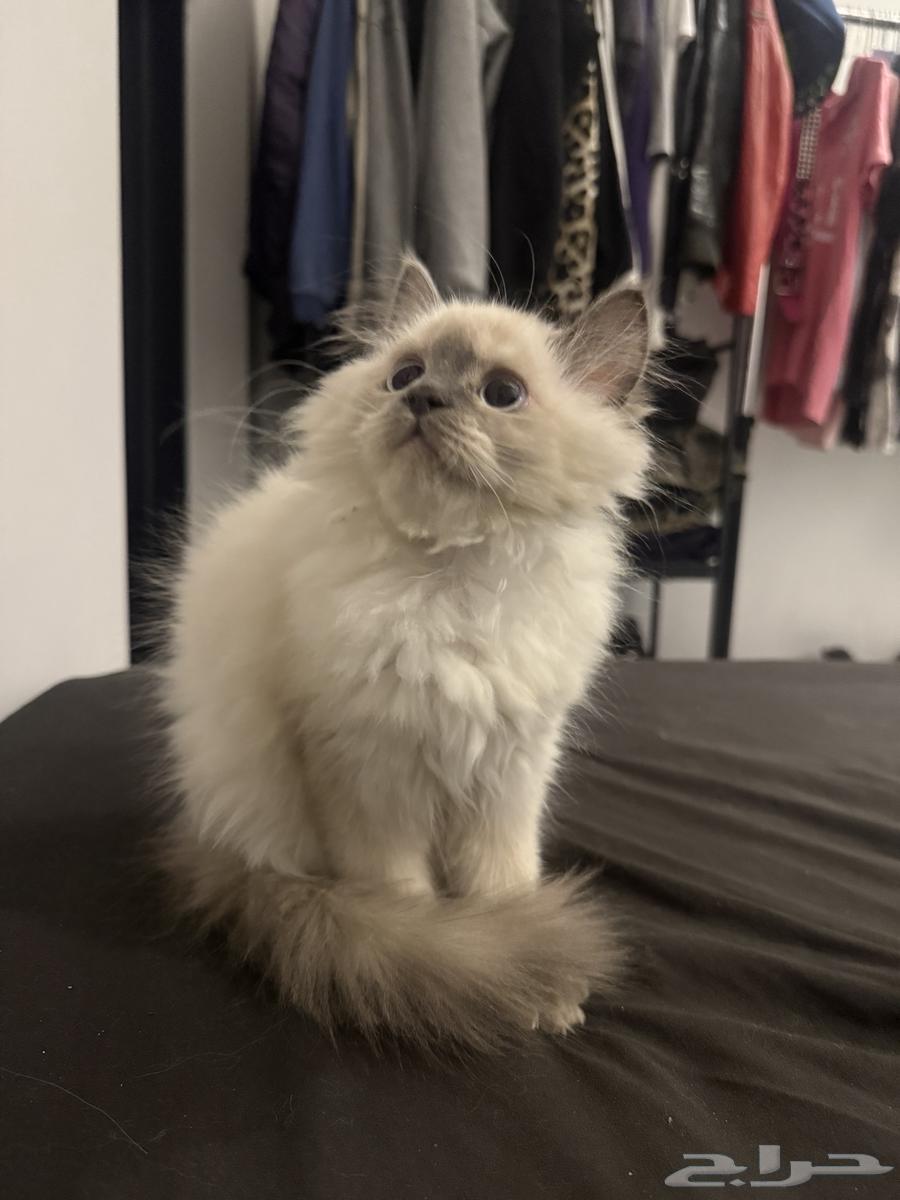 قطه هملايا64519709559811112