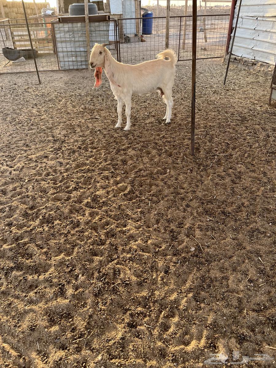 للبيع الدوادمي64523936417410112