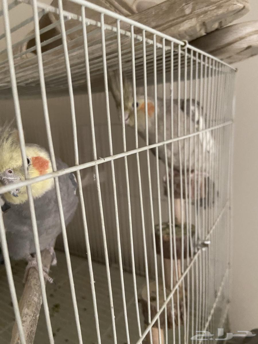 طيور كوكتيل للبيع64525926073730110