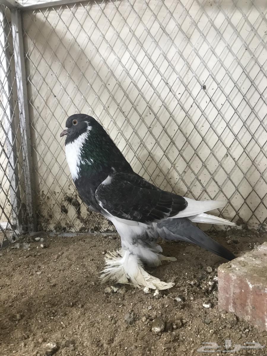 ( تم البيع ) للبيع انثى نفاخ ابو هلال64521823000195112