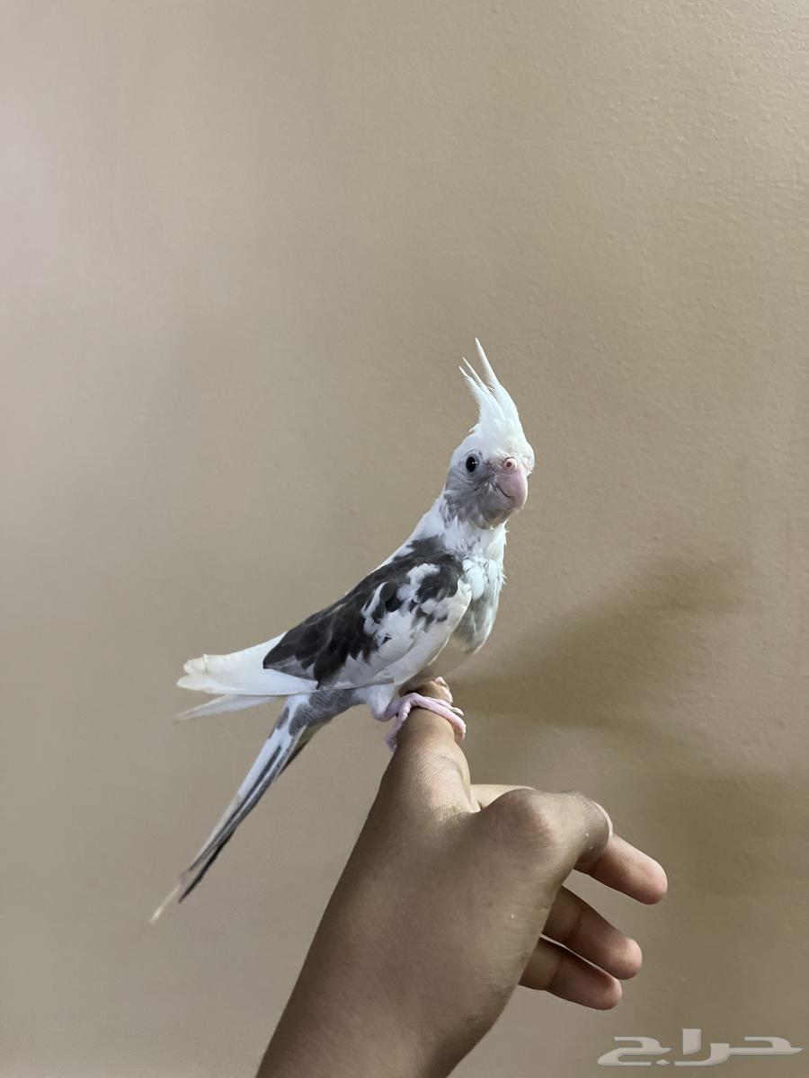 كروان للبيع64525330840961111