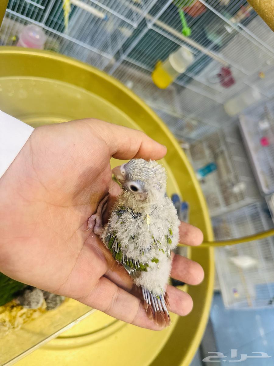 فروخ كنيور(تم البيع64519144331394114