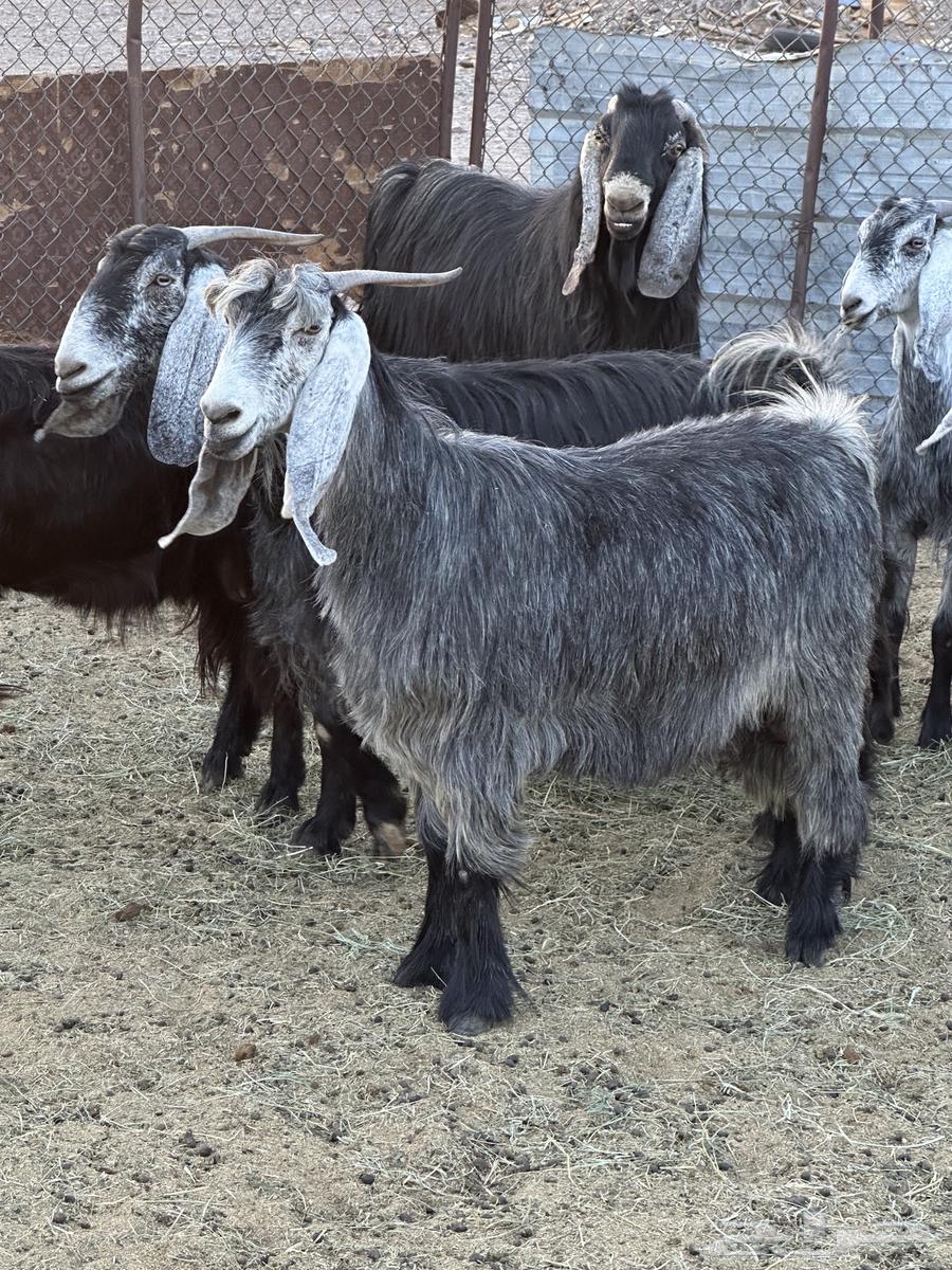 للبيع معزاء64525787684866114