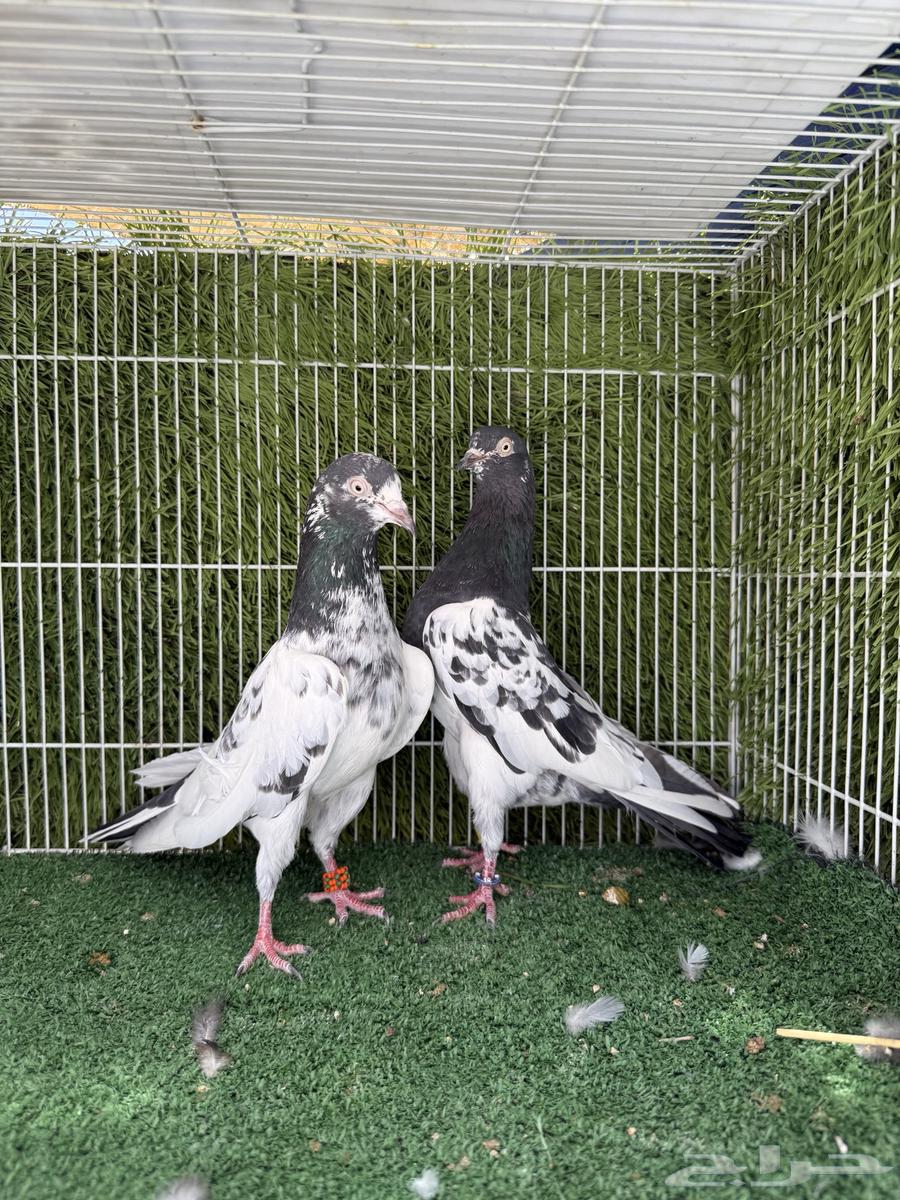 جوز تيدي اساس توب64519511806466110