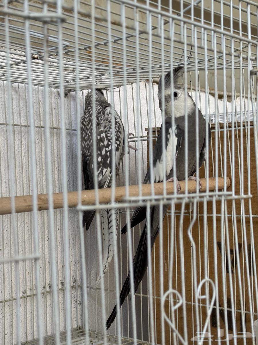 زوج كروان هولندي معاه 3 فروخ.64521140148611112