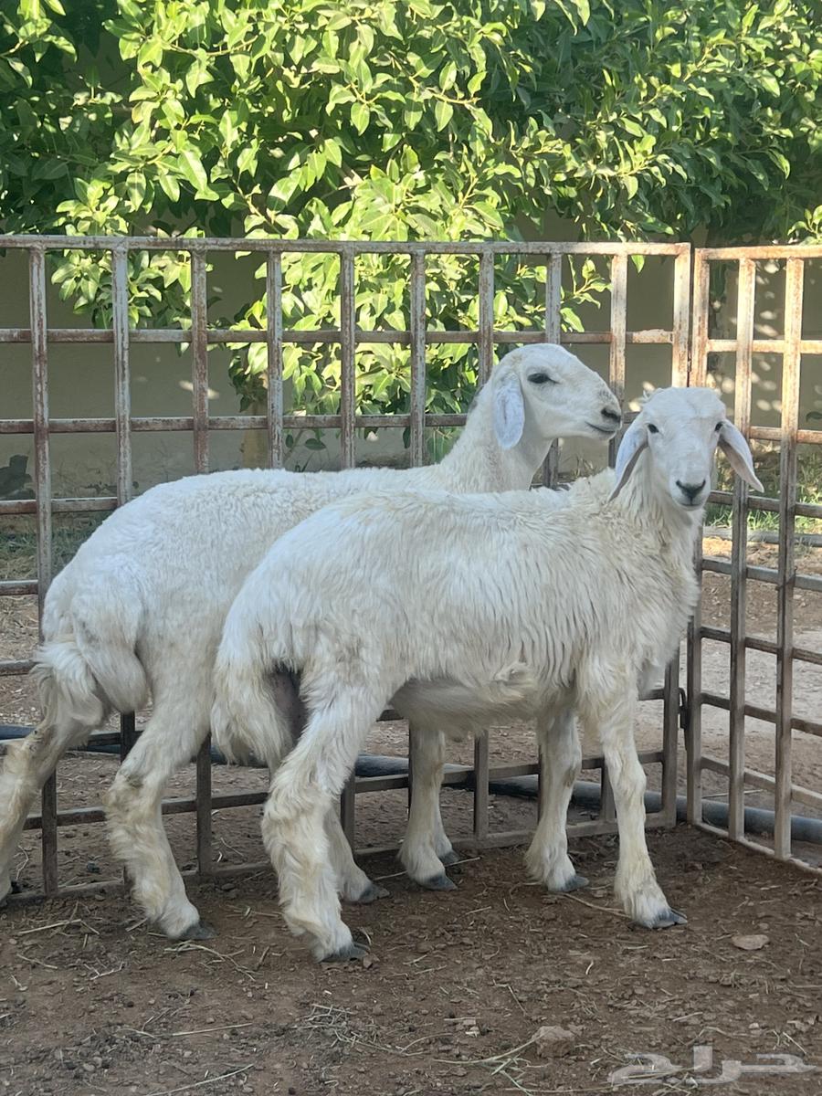 ثنين طليان حريه للبيع64520698865538111