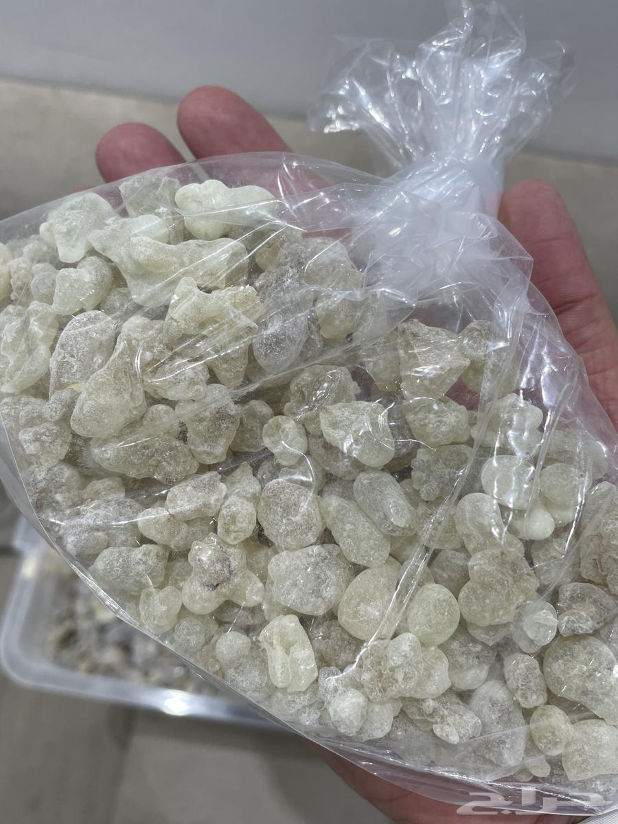 لبان ذكر حوجري للأكل جديد64525649756163110