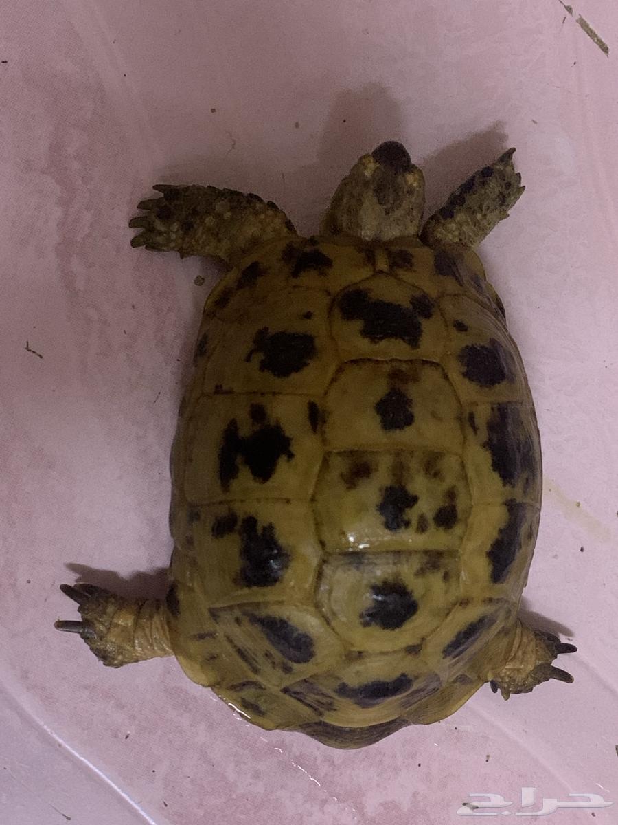 Turtle for sale, age three years, excellent health, price 25064524794949890112