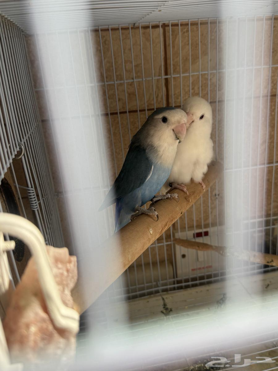 جوز روز منتج للبيع64522823209091111