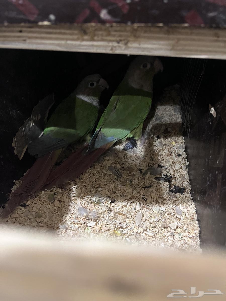 Josin Keniour64525676853506112