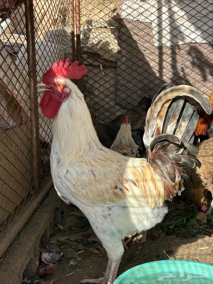 ادياك للبيع64525275623043114