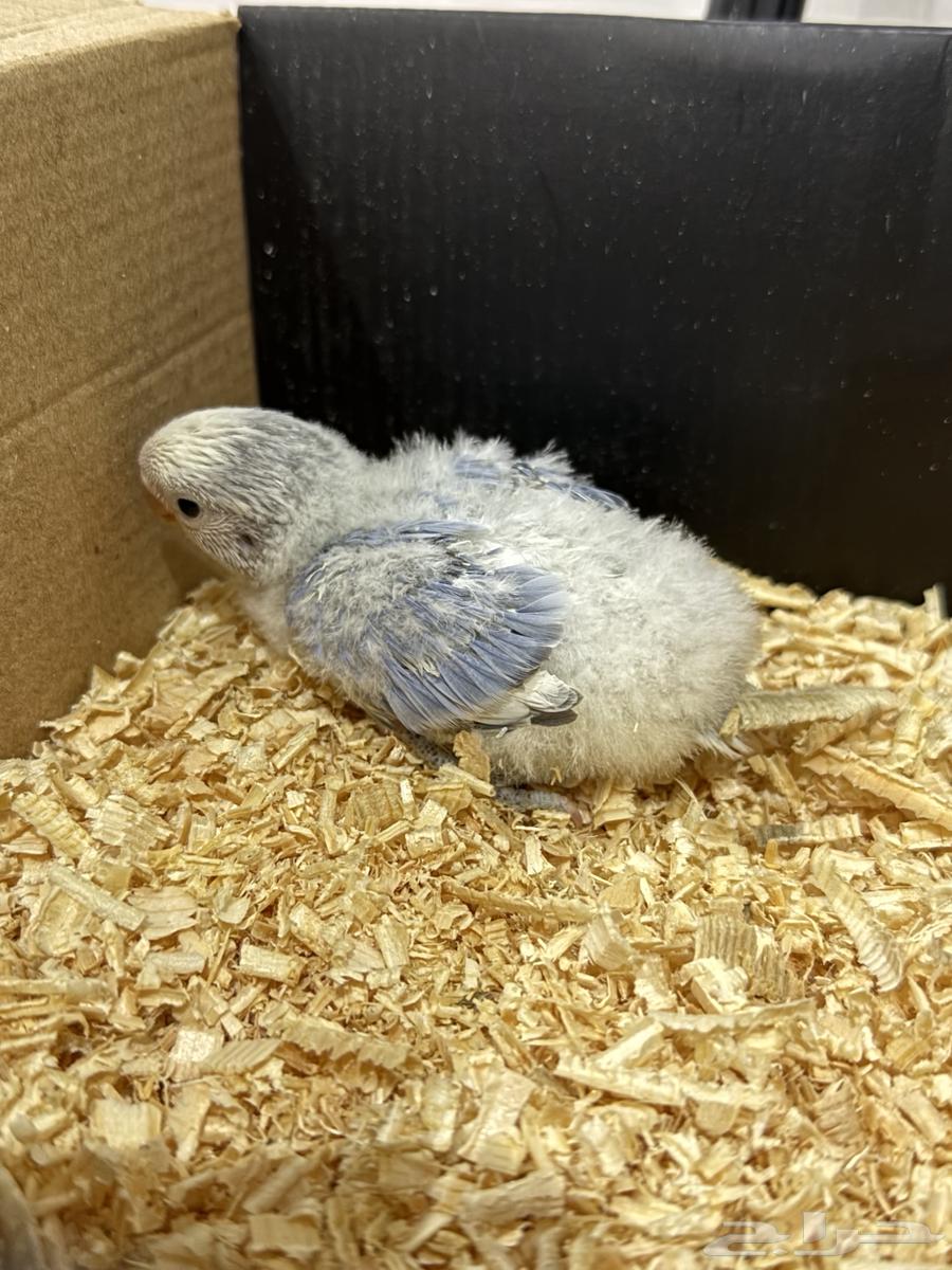 فرخ روز جاهز للغر ( تم البيع خارج الموقع )64520190248067111