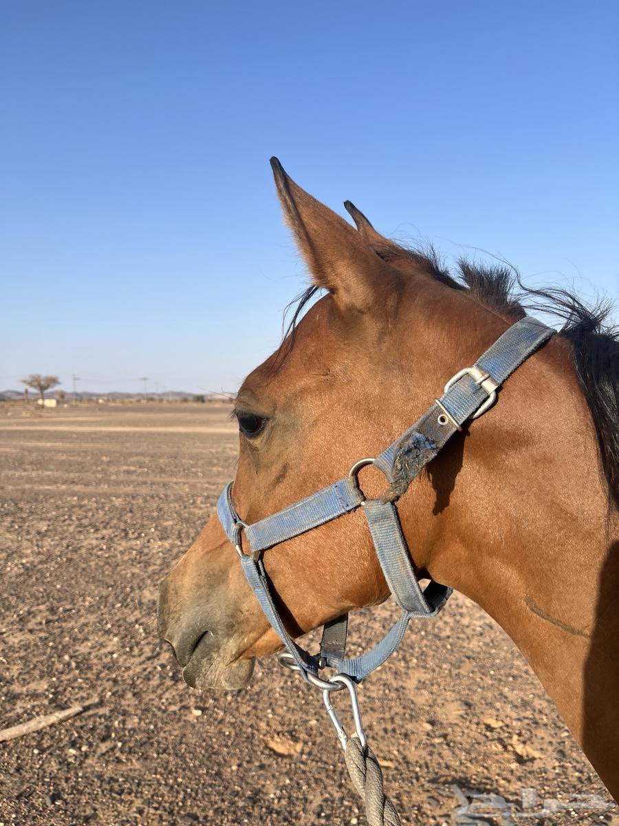 مهره شعبيه تنافس الواهو64526286388865110