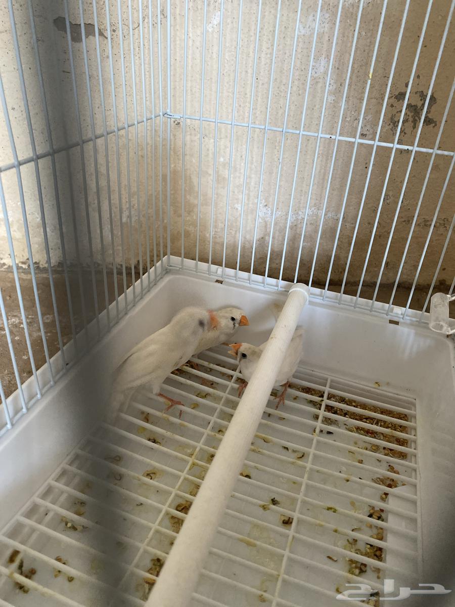 ثلاث اناثي طيور زيبرا64523569910402112