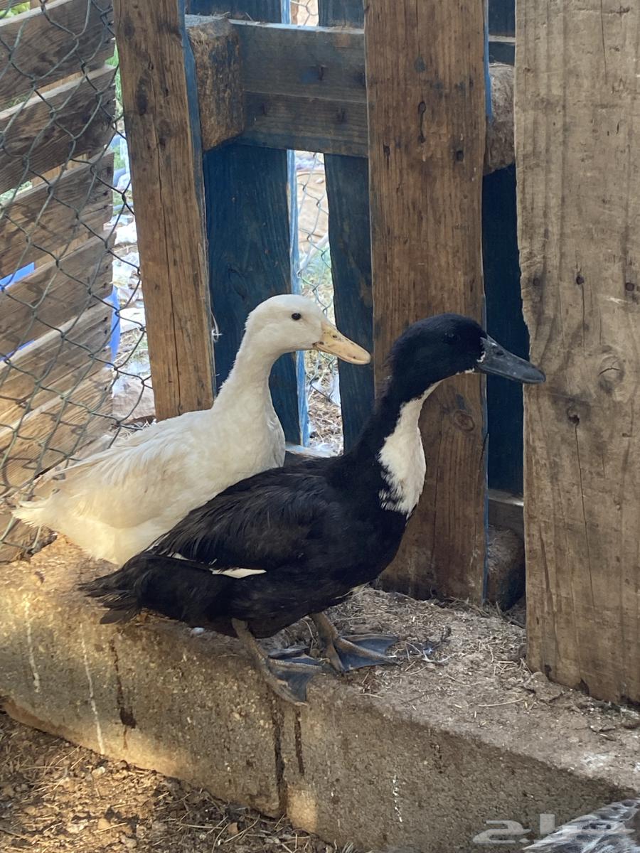 بط للبيع64525746372097113