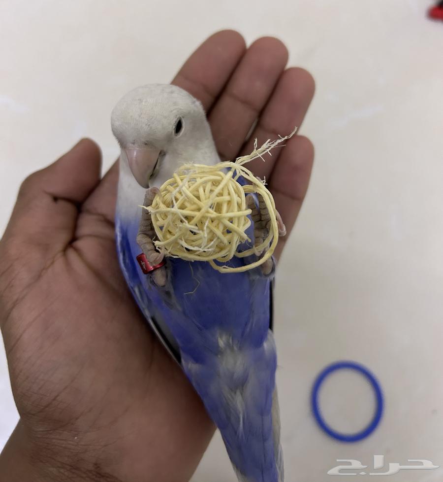 جوز روز اليف وجاهز للأنتاج64525386588035113