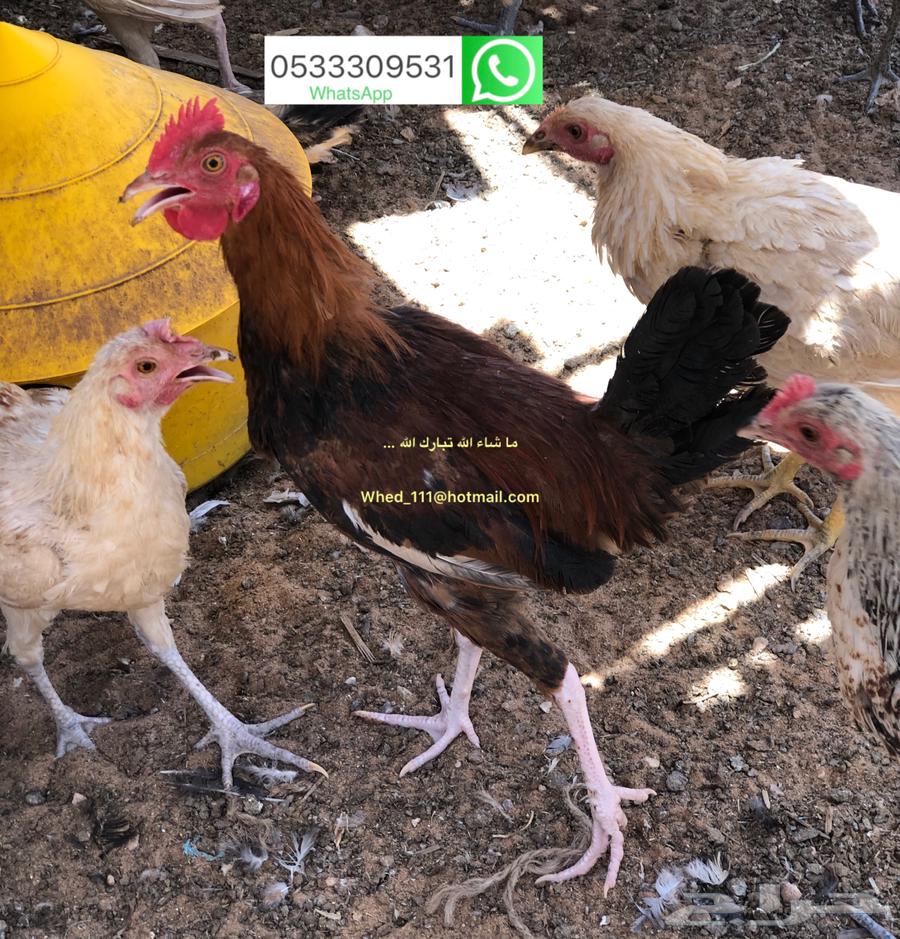 ديوك بلدي 8-9 شهور عنيزة64525856471043114