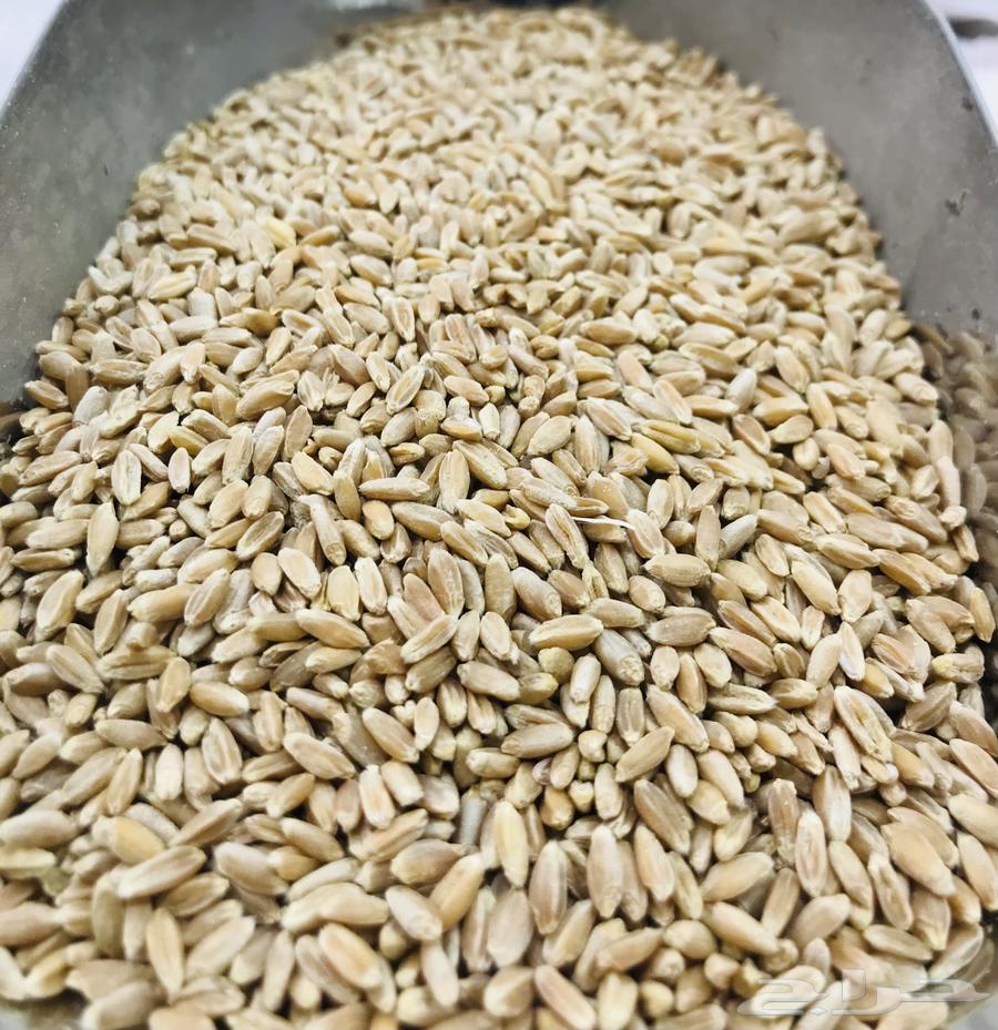 بر بلسمر عضوي مطري عثري بعلي64526856333315110