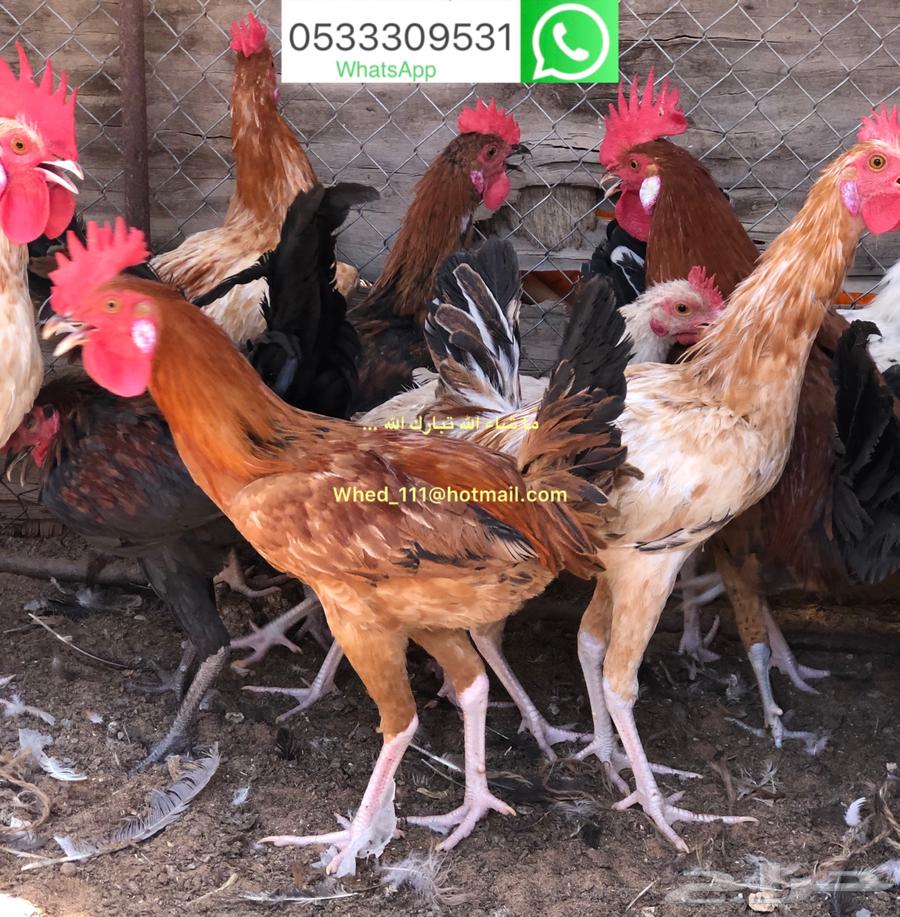 ديوك بلدي 8-9 شهور عنيزة64525856471043111