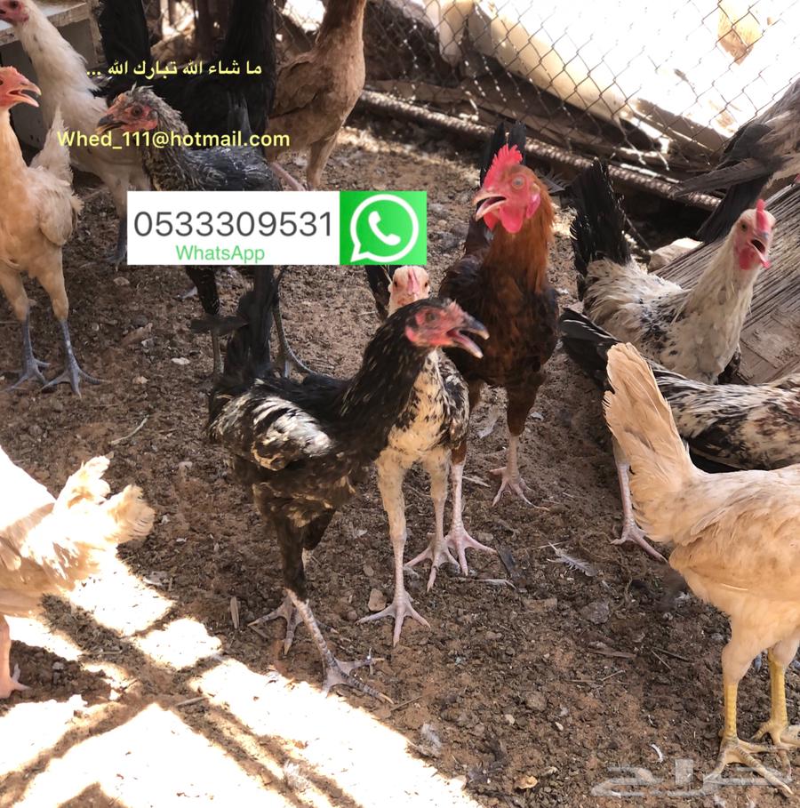 ديوك بلدي 8-9 شهور عنيزة64525856471043112