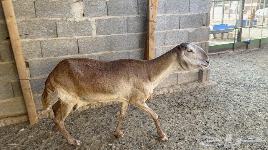 Good, calm sheep64522458250625112