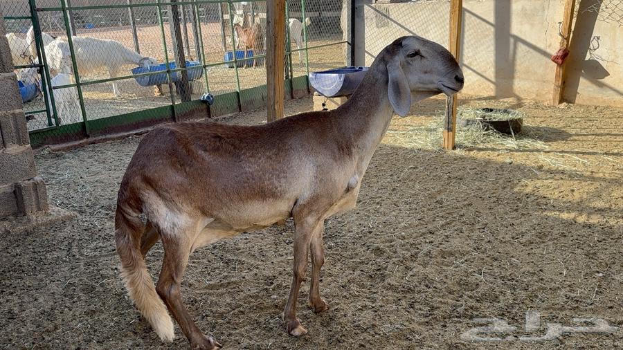 Good, calm sheep64522458250625113