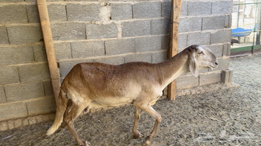 Good, calm sheep64522458250625114