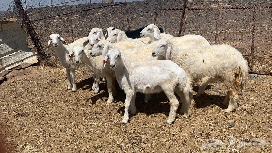 رخال طيبه و نظيفه64521525623041110