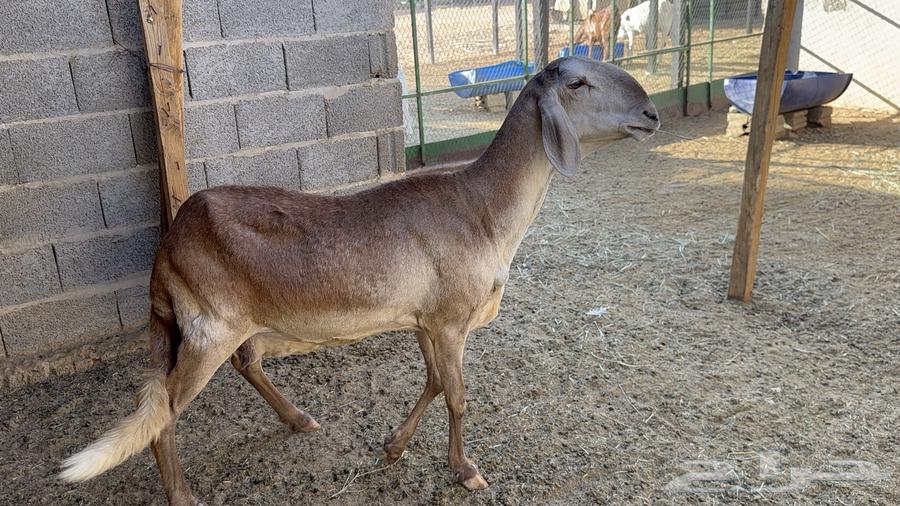 Good, calm sheep64522458250625110