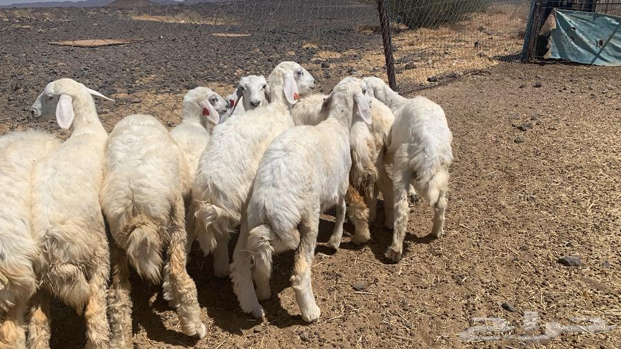 رخال طيبه و نظيفه64521525623041114